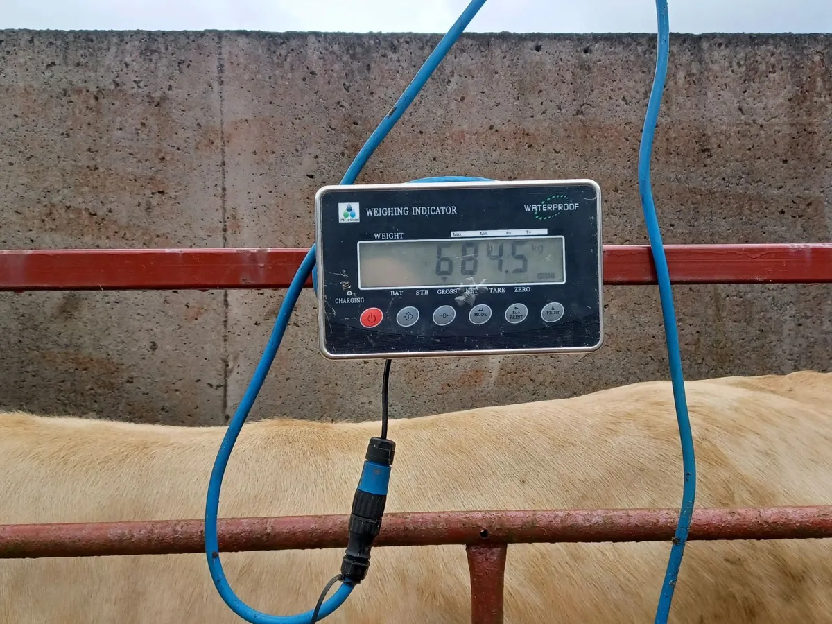 cattle - Image 2
