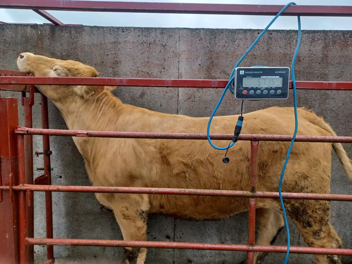cattle - Image 4
