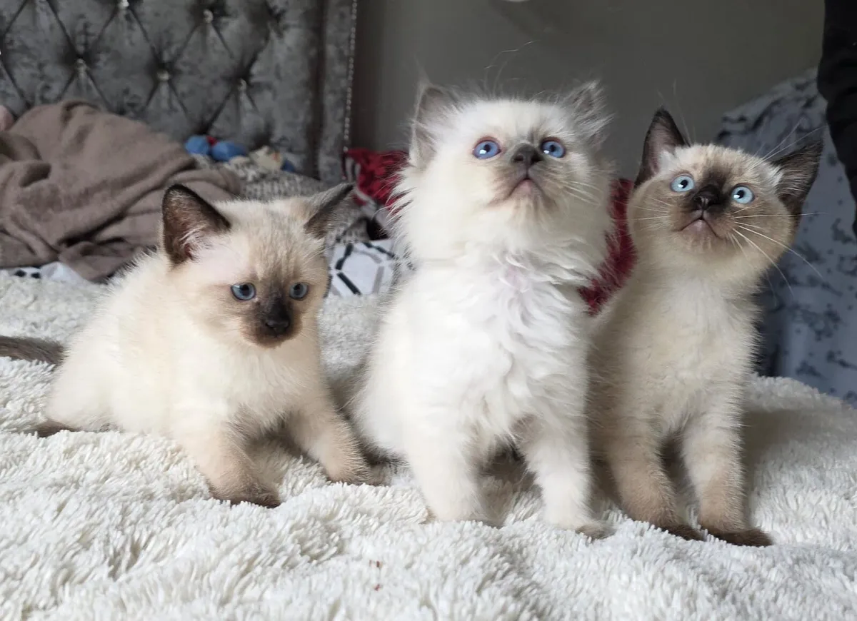 Ragdoll kittens - Image 1