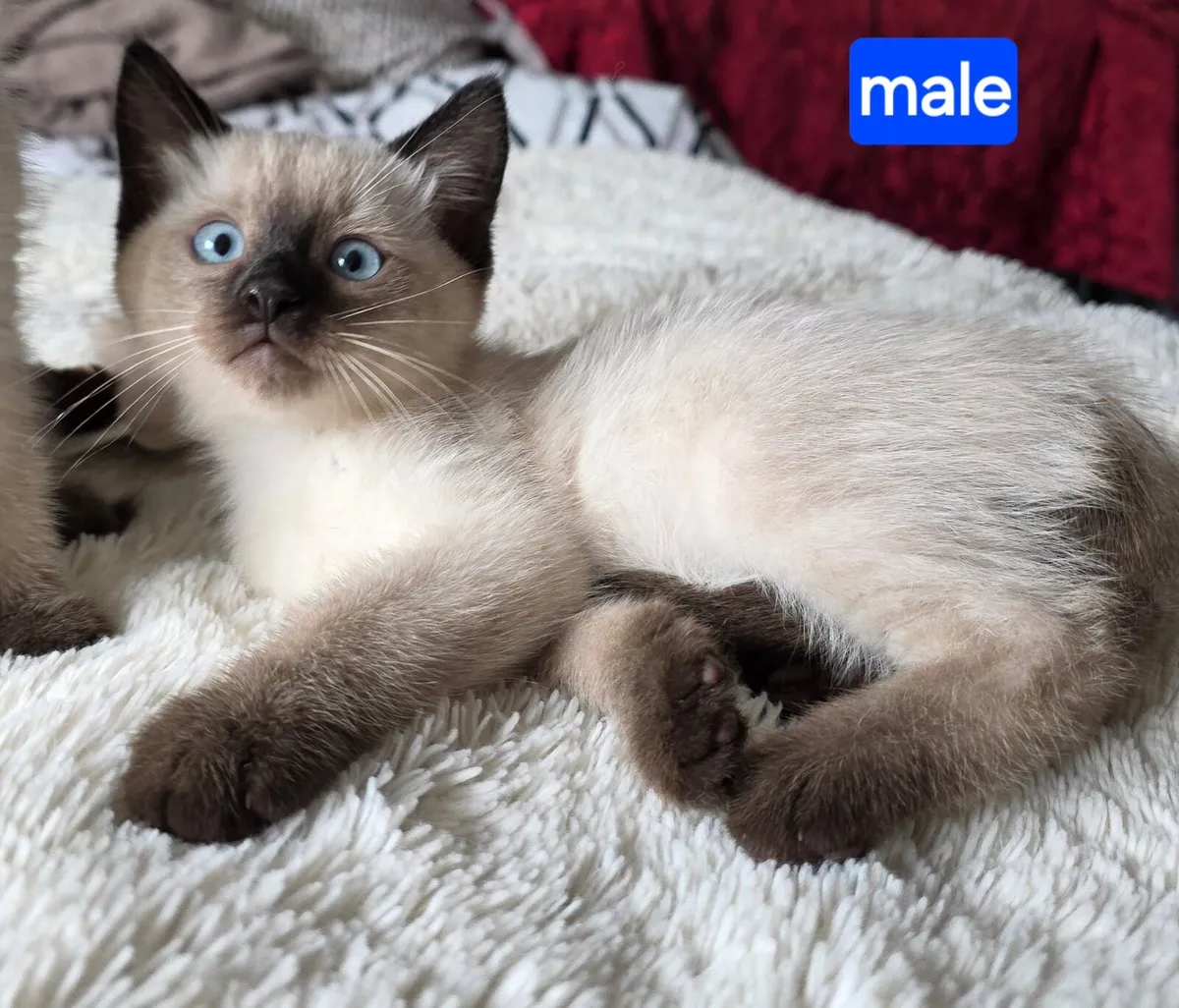 Ragdoll kittens - Image 2