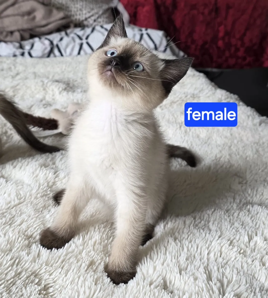 Ragdoll kittens - Image 3