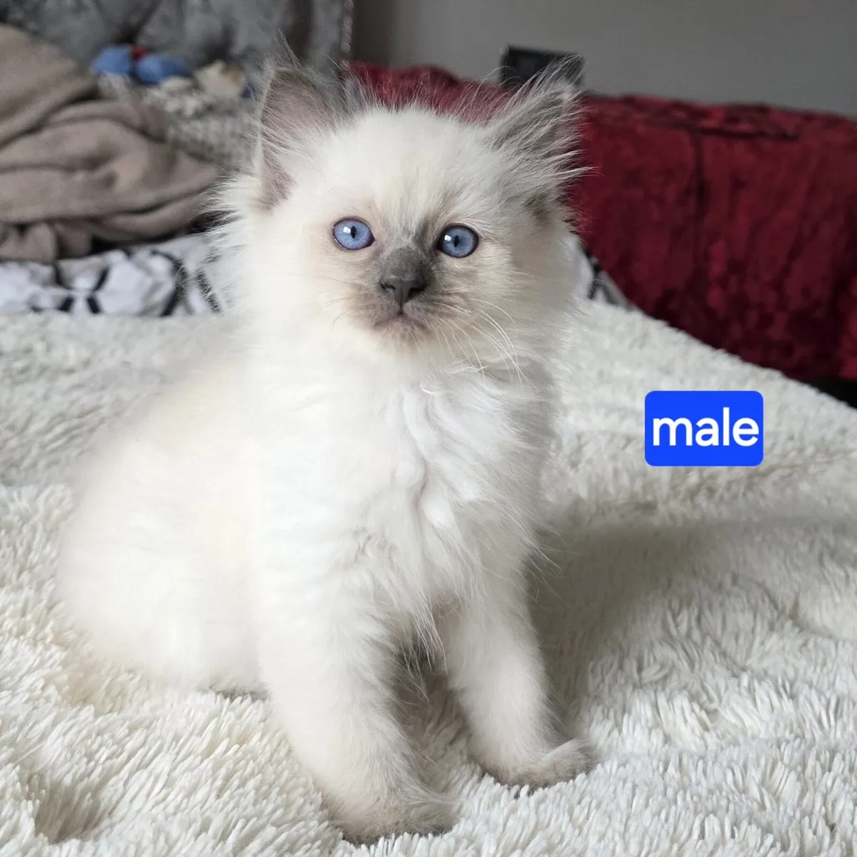 Ragdoll kittens - Image 4