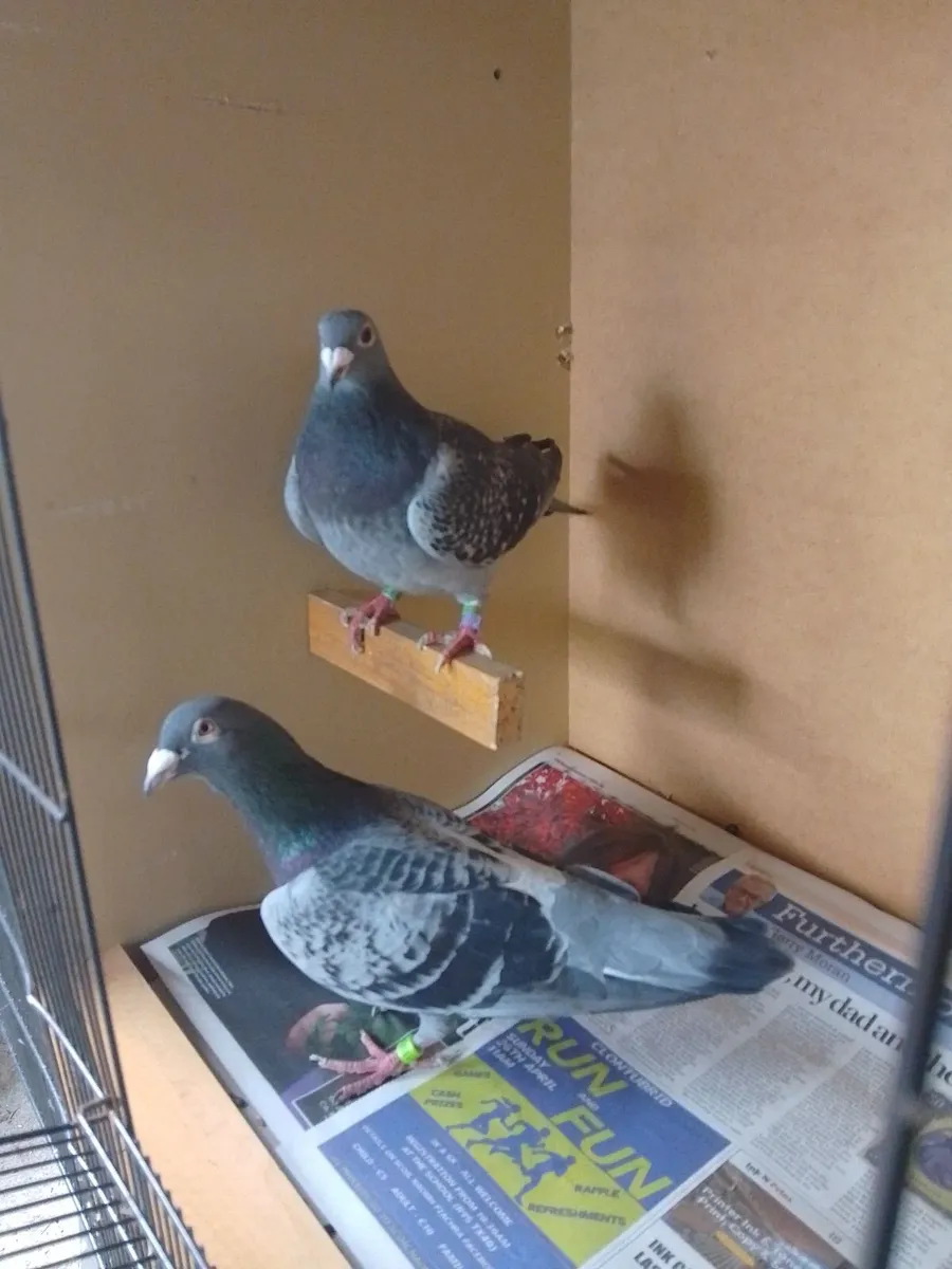 Pigeons - Image 1