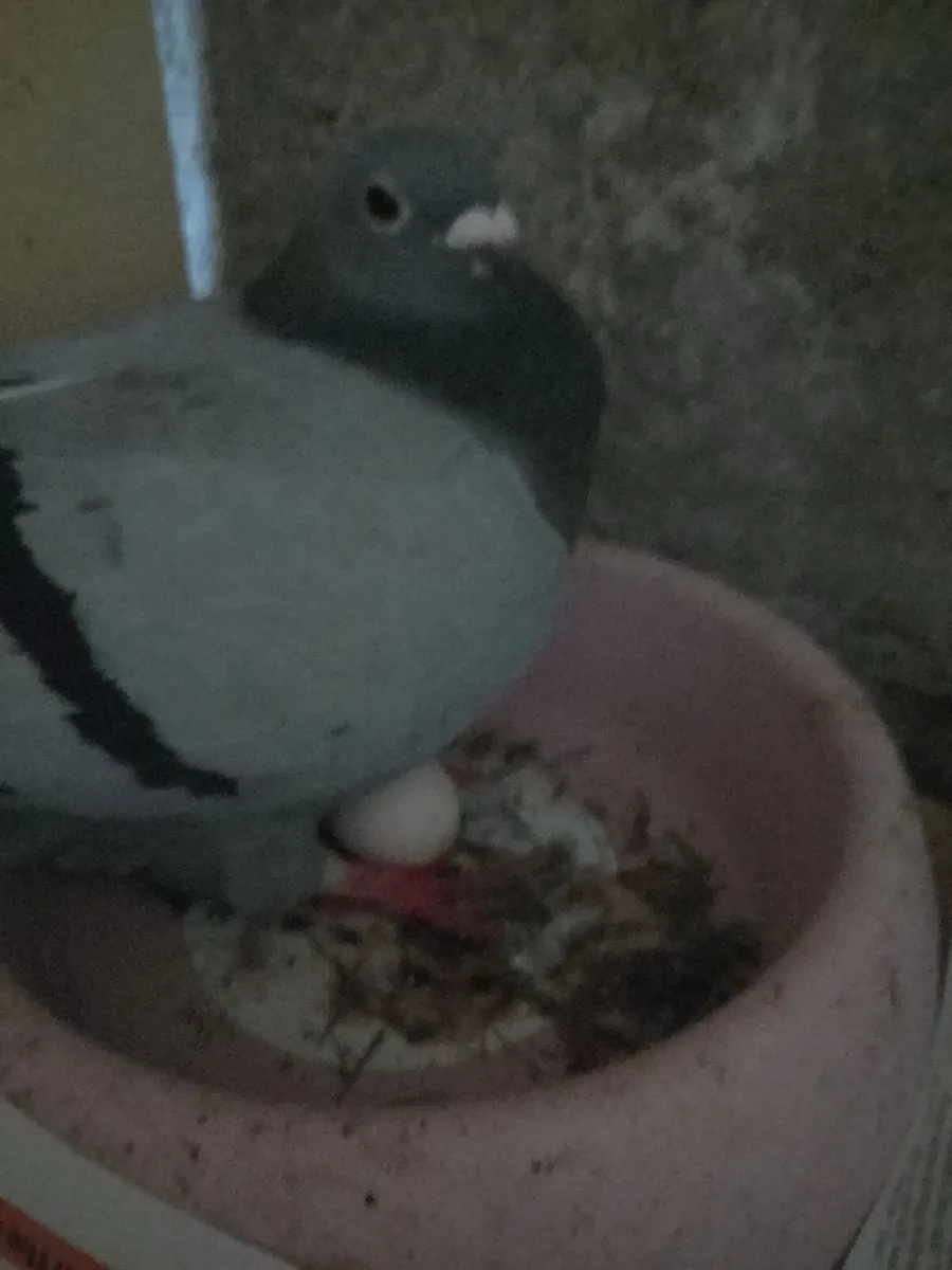 Pigeons - Image 2