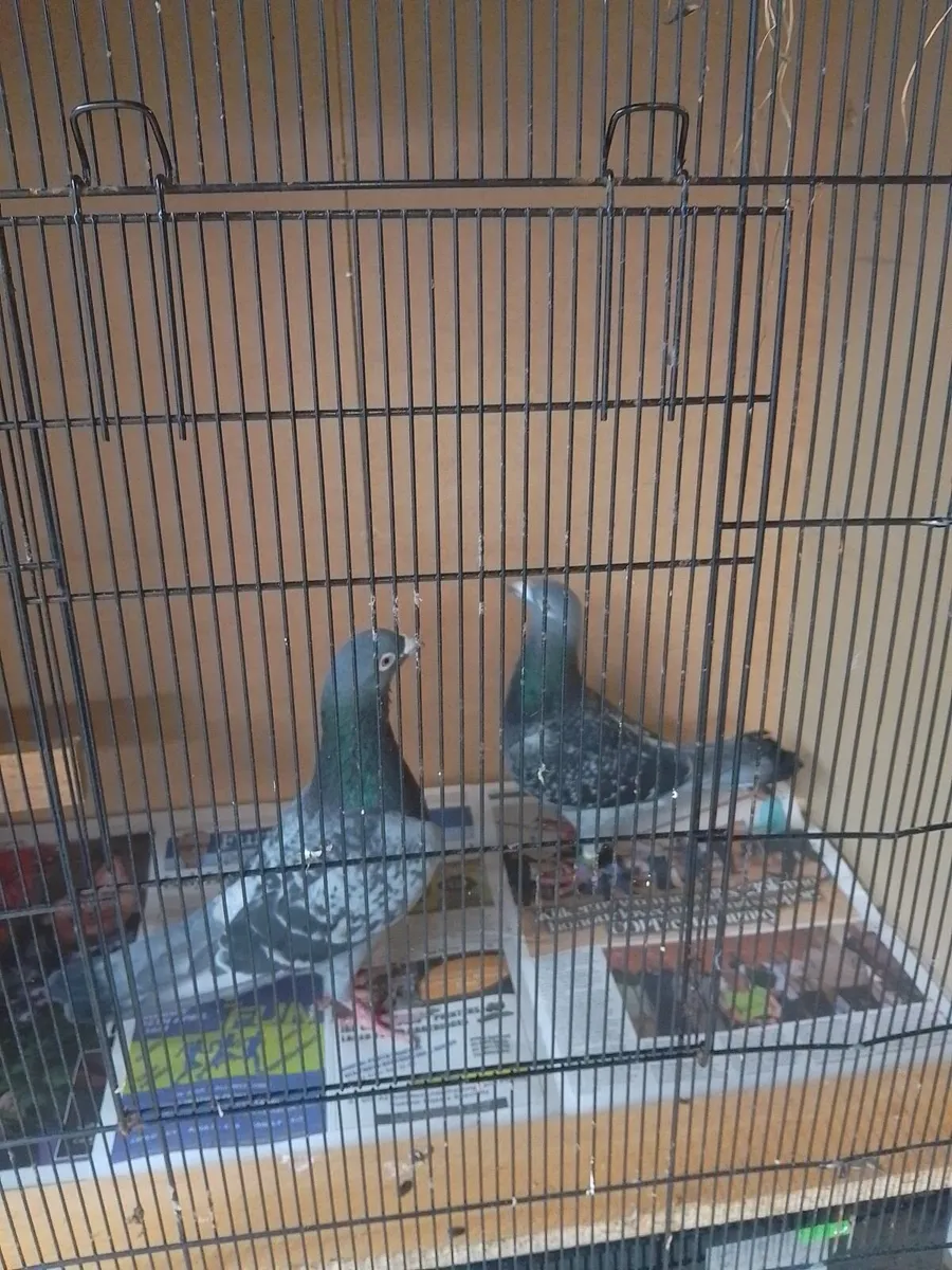 Pigeons - Image 3