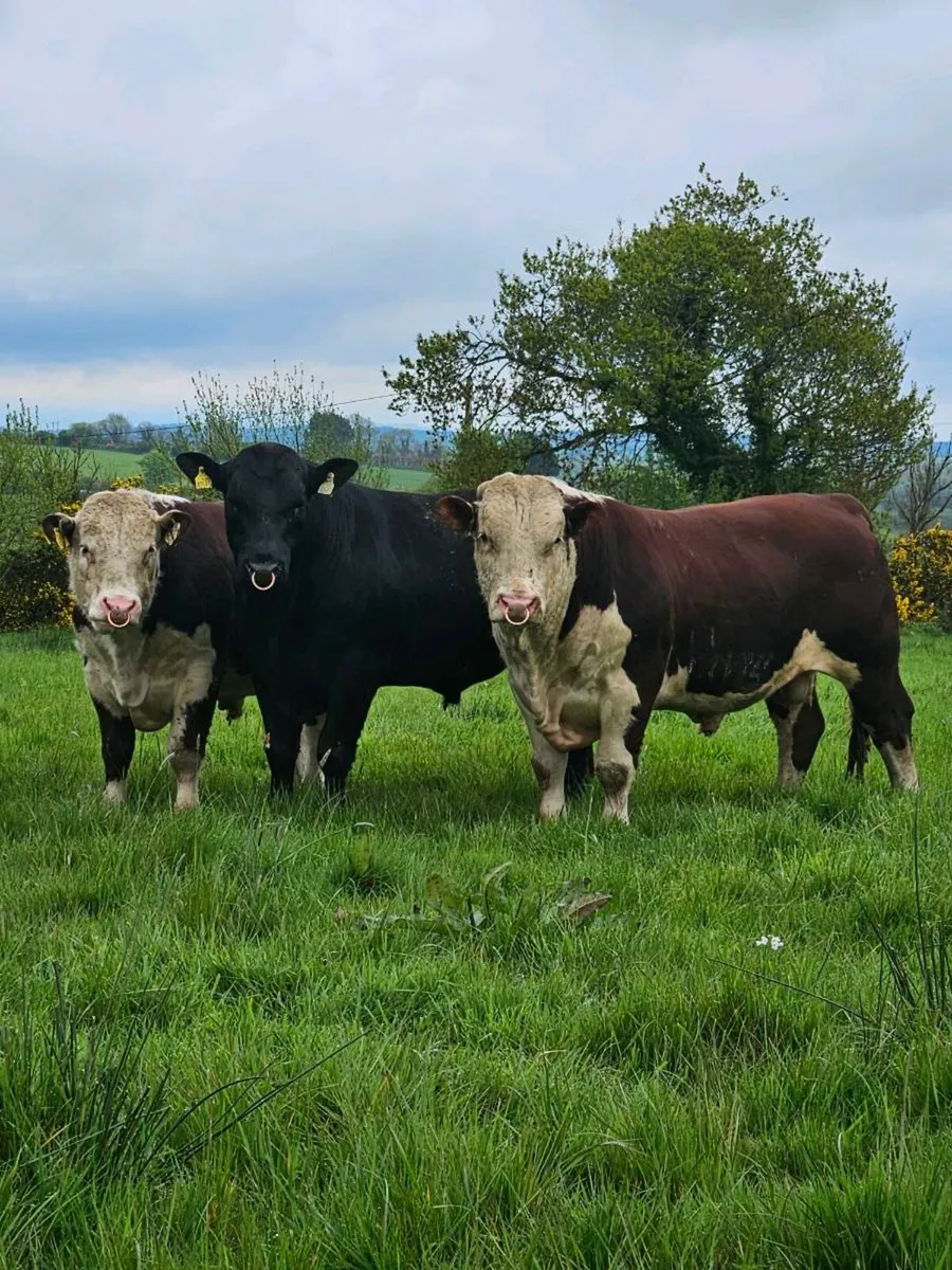 Pedigree Angus and Hereford bulls - Image 1