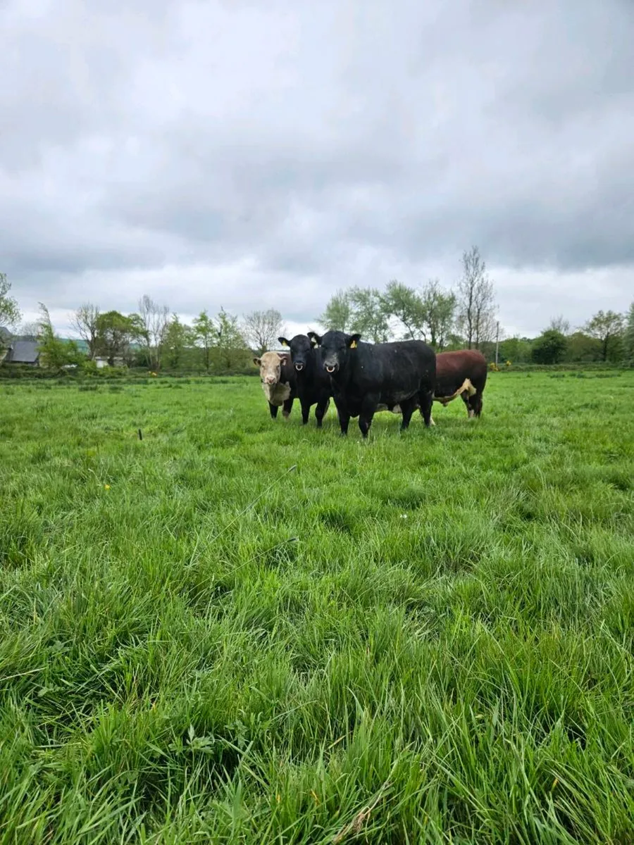 Pedigree Angus and Hereford bulls - Image 2