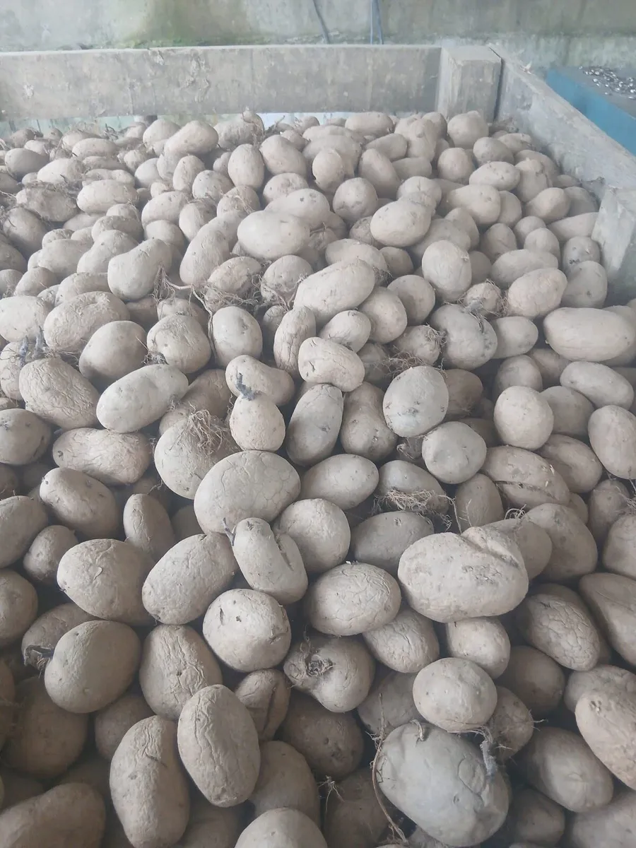 Markie seed