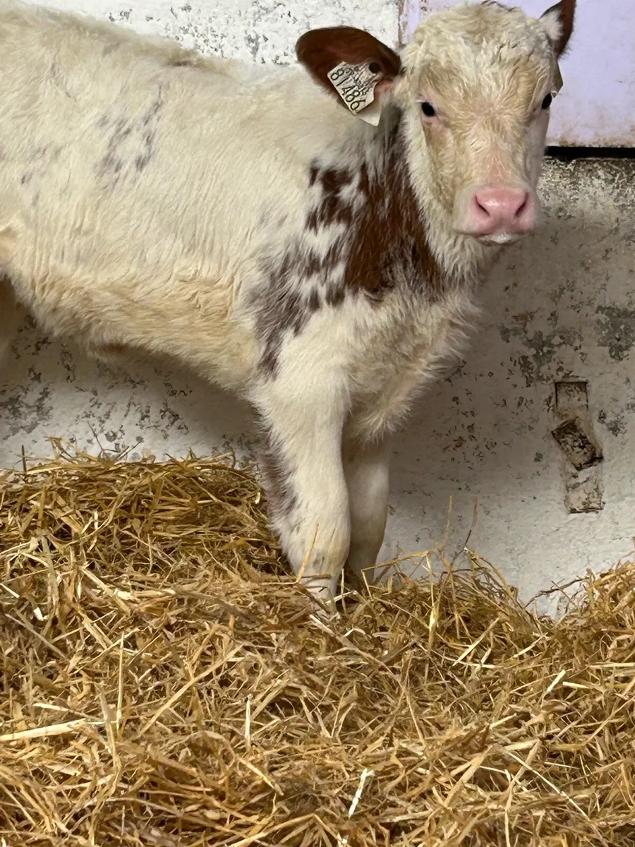 A SERIOUS RED ROAN BLUE HEIFER CALF - Image 1