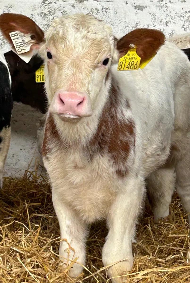 A SERIOUS RED ROAN BLUE HEIFER CALF - Image 2