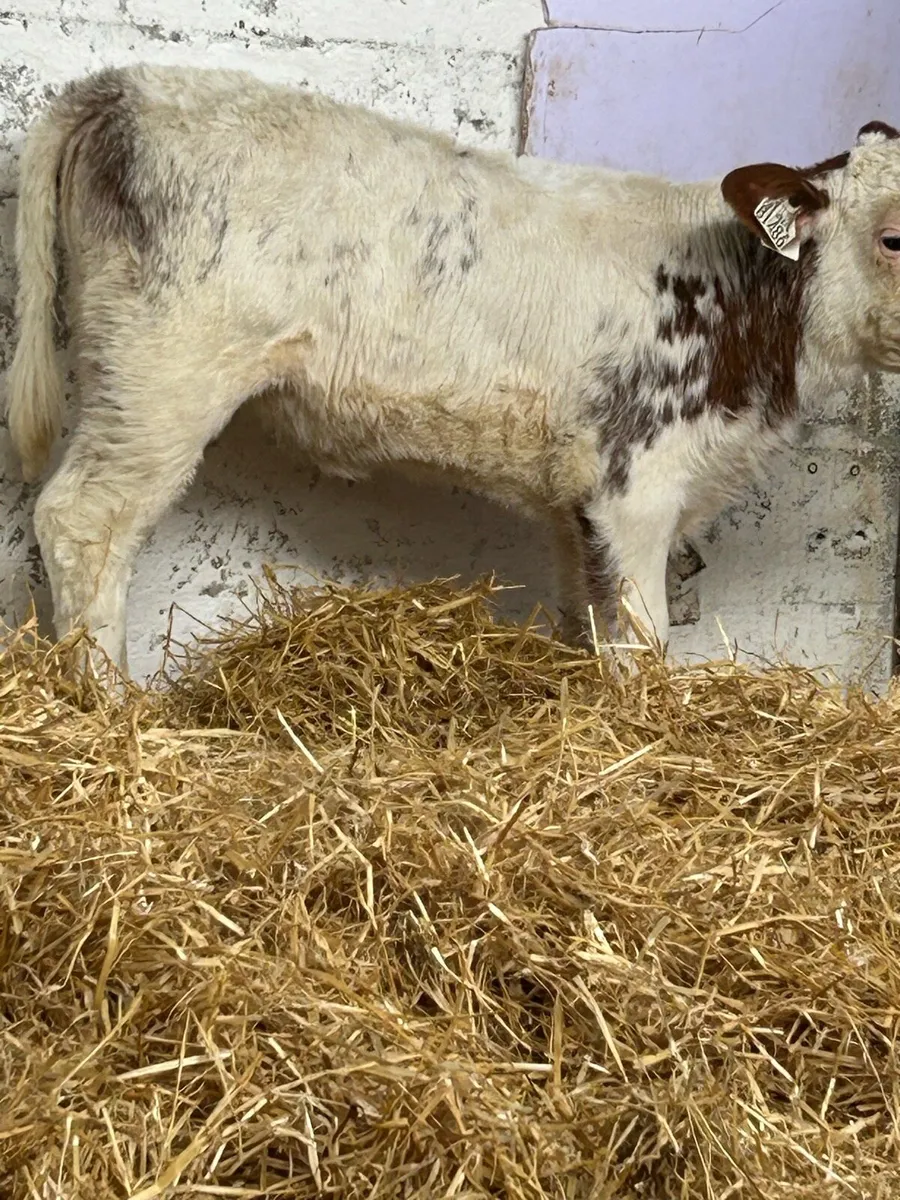 A SERIOUS RED ROAN BLUE HEIFER CALF - Image 3