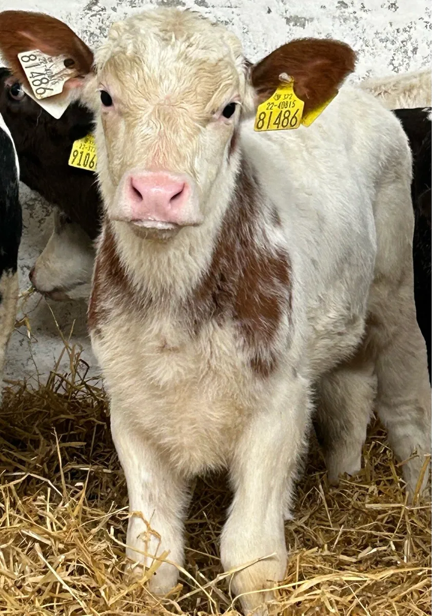 A SERIOUS RED ROAN BLUE HEIFER CALF - Image 4