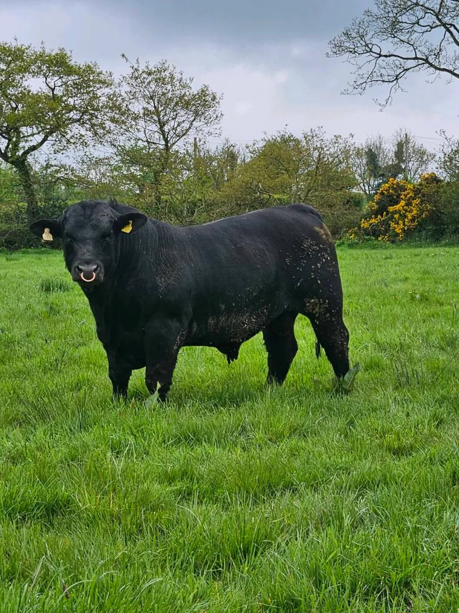 Pedigree Angus and Hereford bulls - Image 3