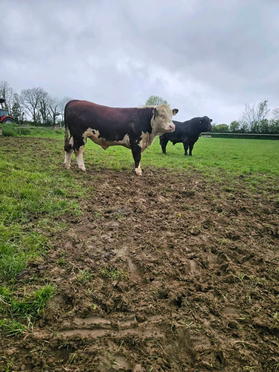Pedigree Angus and Hereford bulls - Image 4