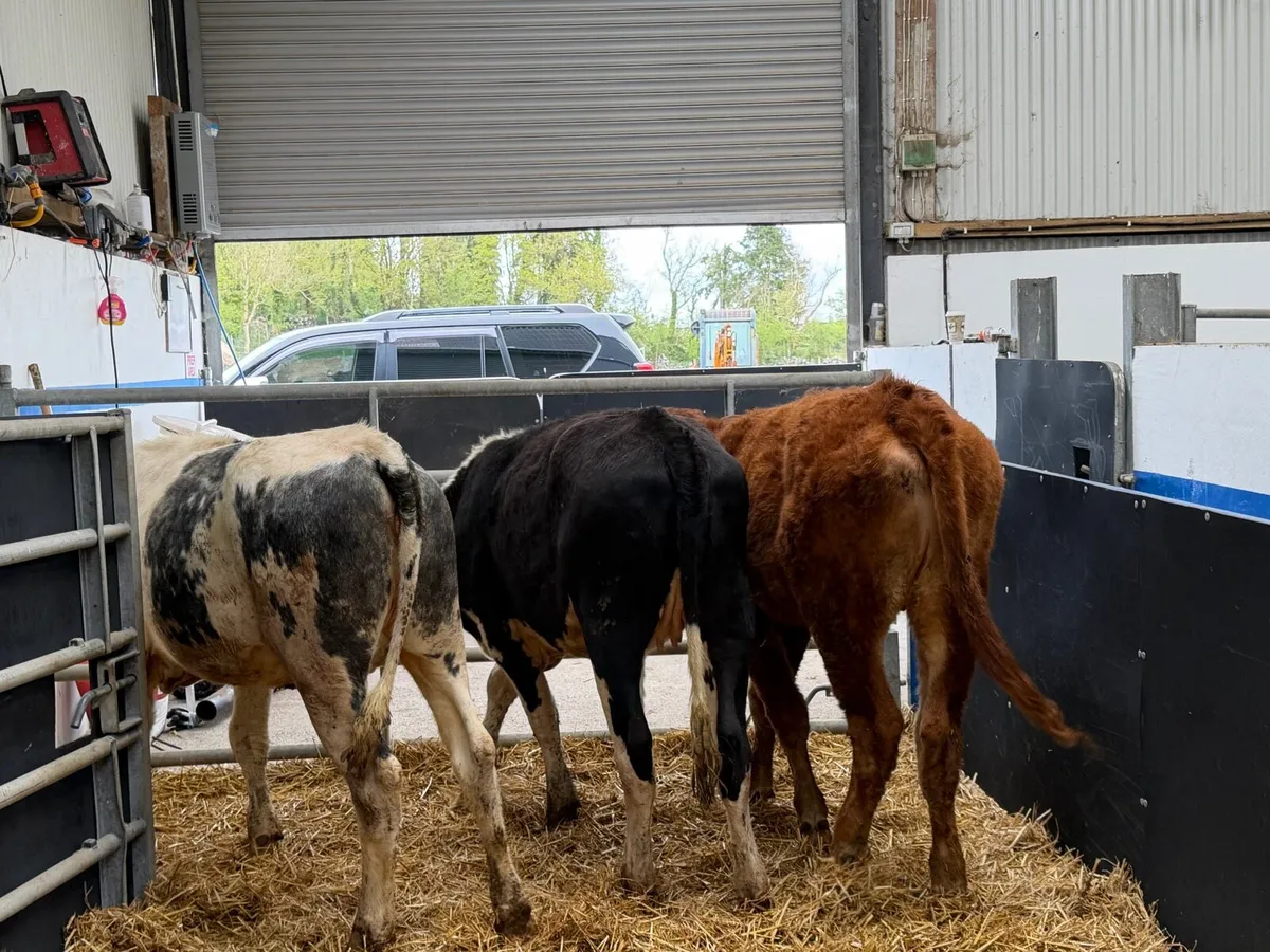 3 Great Grass Heifers - Image 2