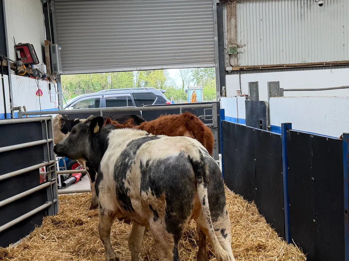 3 Great Grass Heifers - Image 3