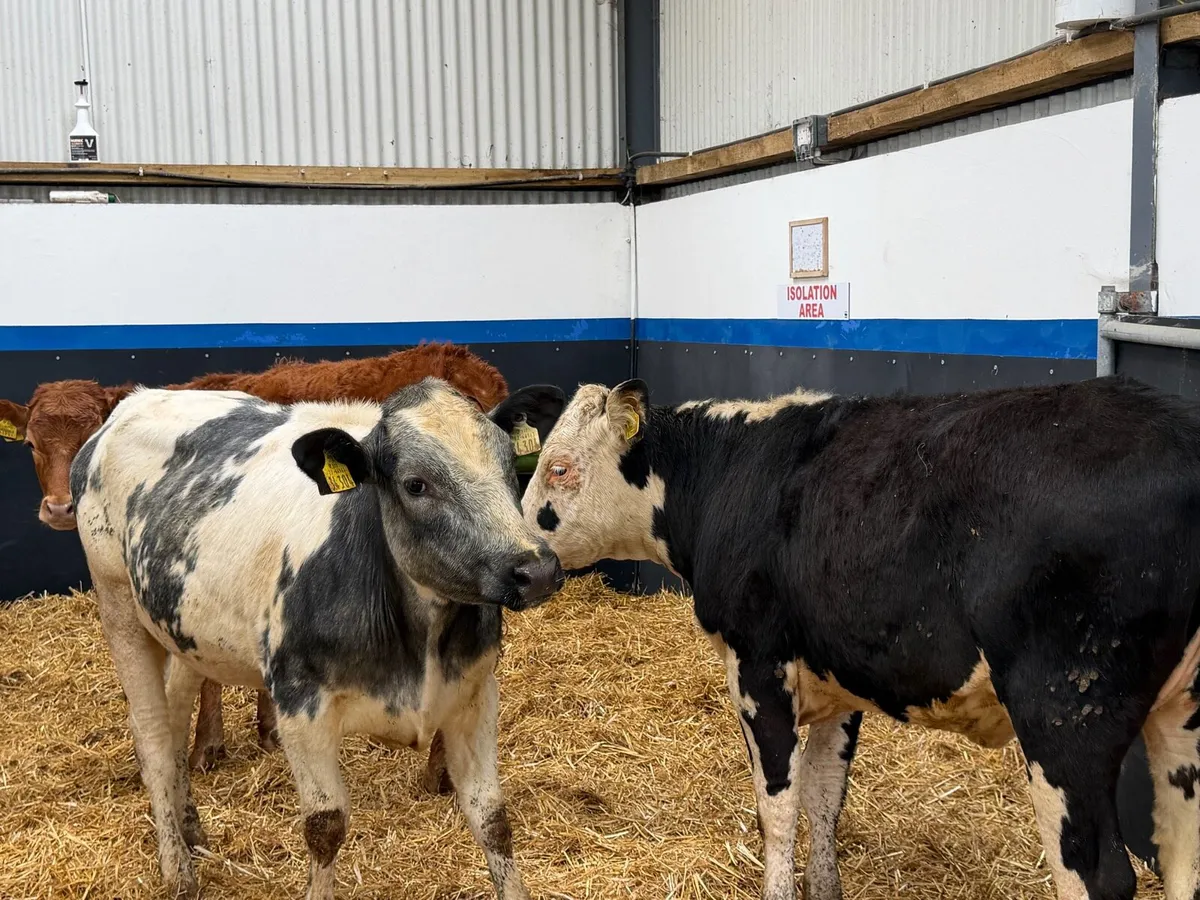 3 Great Grass Heifers - Image 4