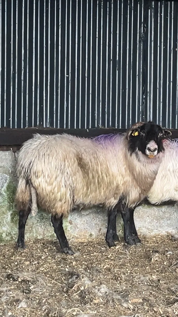 Foster Ewes - Image 1