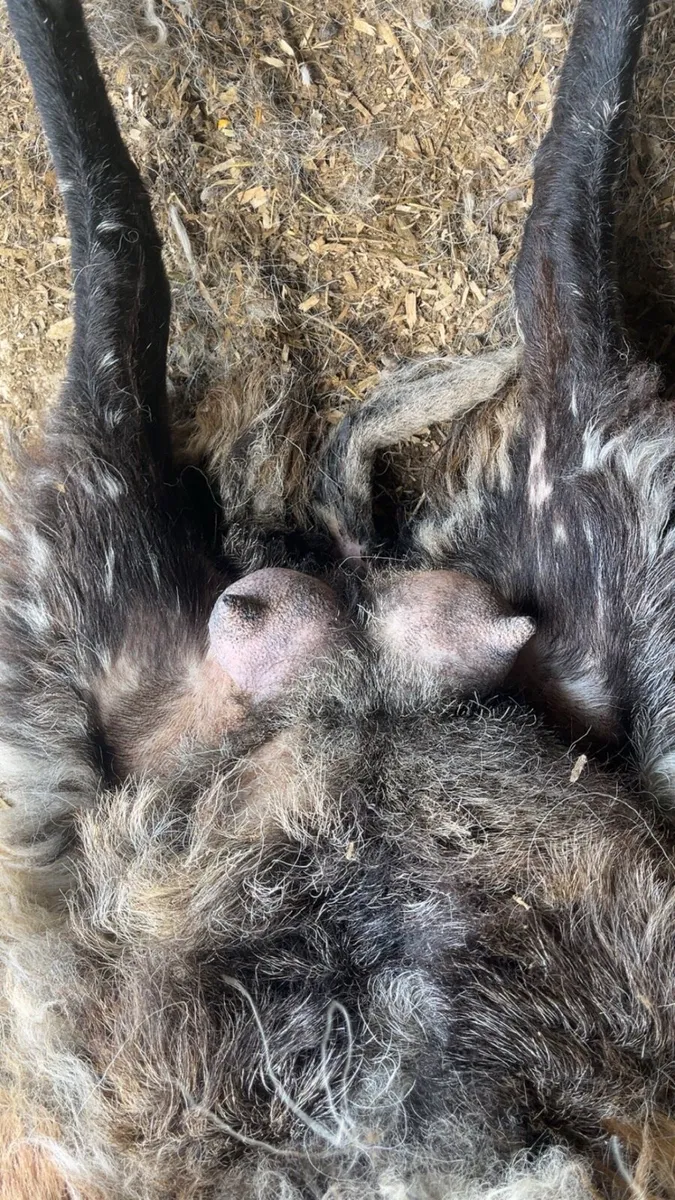 Foster Ewes - Image 2