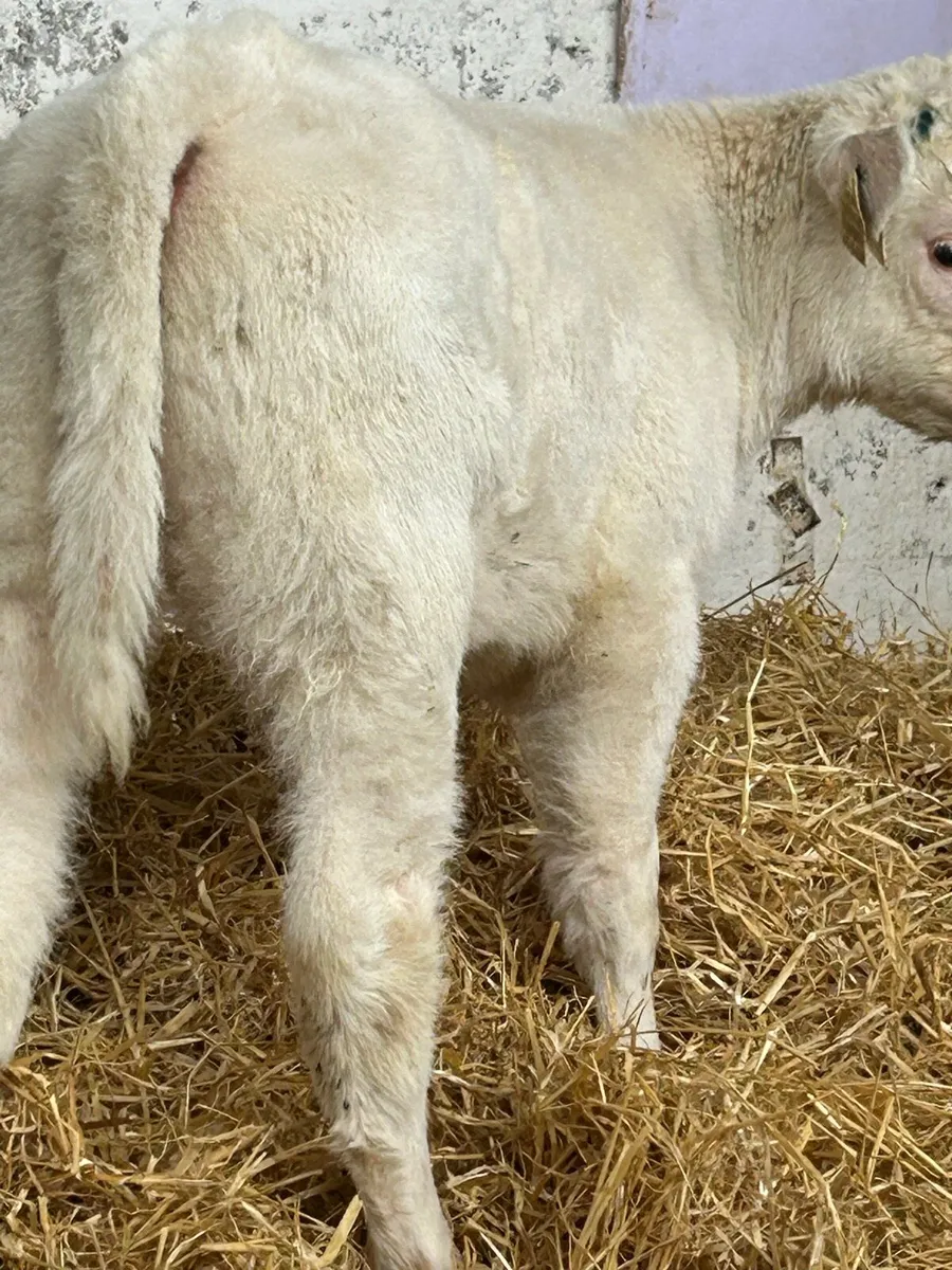 SERIOUSLY QUALITY SUCKLER BRED CALVES - Image 2