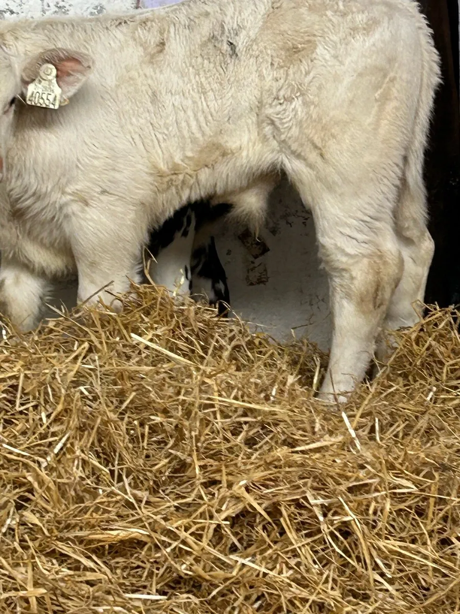 SERIOUSLY QUALITY SUCKLER BRED CALVES - Image 3