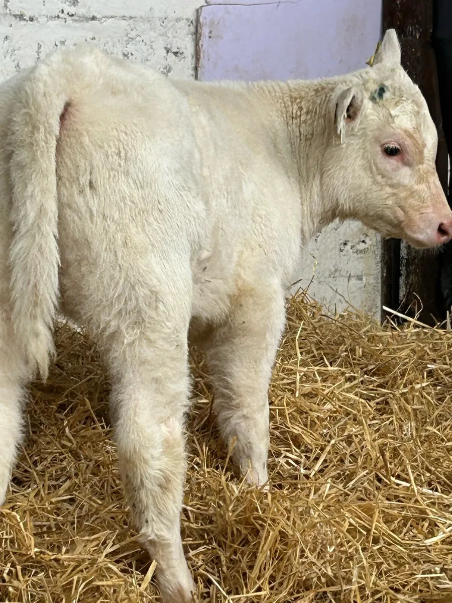 SERIOUSLY QUALITY SUCKLER BRED CALVES - Image 4
