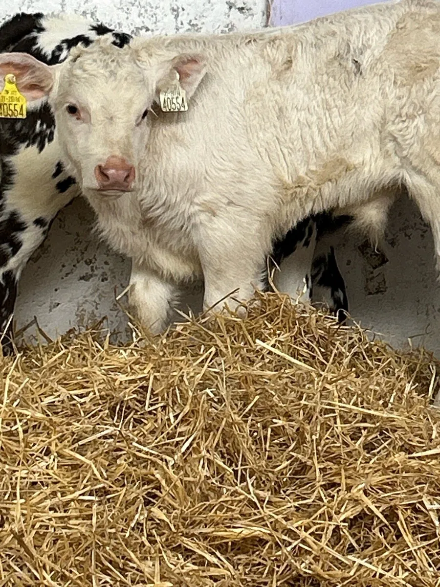 SERIOUSLY QUALITY SUCKLER BRED CALVES - Image 1