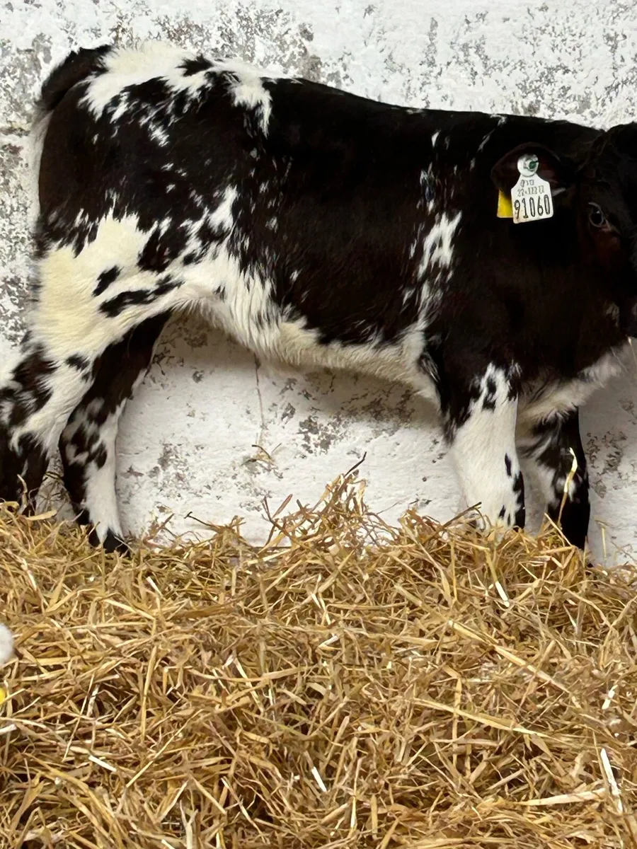 4 SERIOUSLY QUALITY SUCKLER BRED CALVES - Image 4