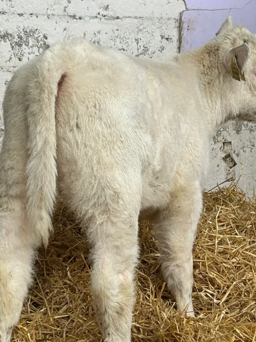 4 SERIOUSLY QUALITY SUCKLER BRED CALVES - Image 3
