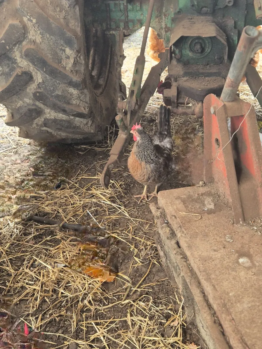 Poultry and farming - Image 2