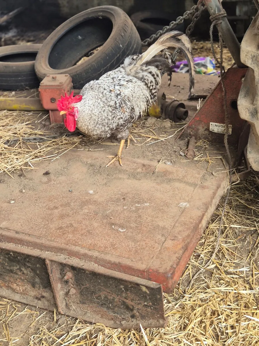 Poultry and farming - Image 3
