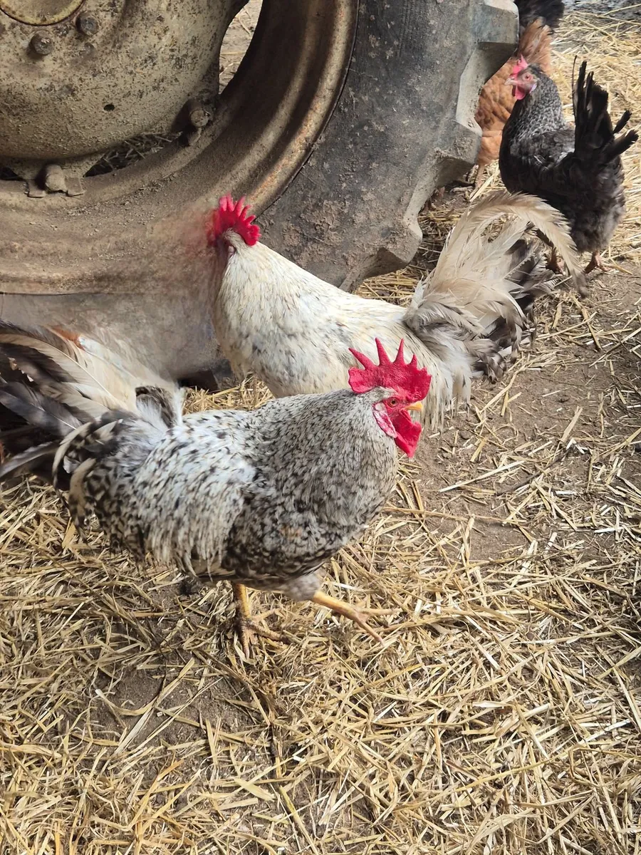 Poultry and farming - Image 4