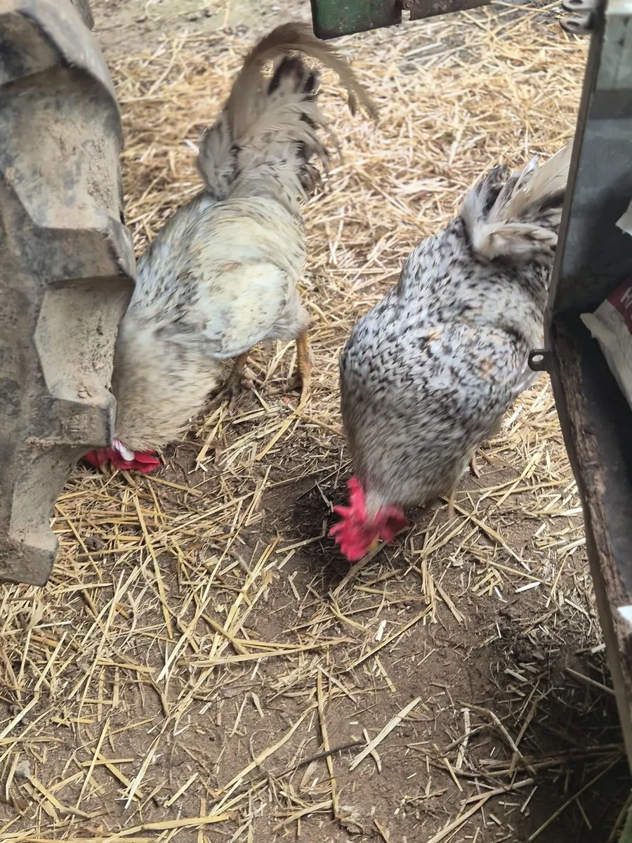 Poultry and farming - Image 1
