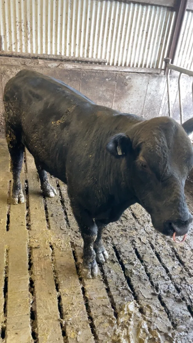 Angus bull - Image 2
