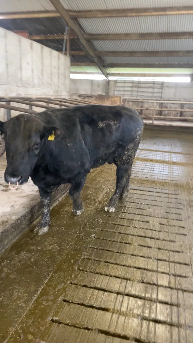 Angus bull - Image 3