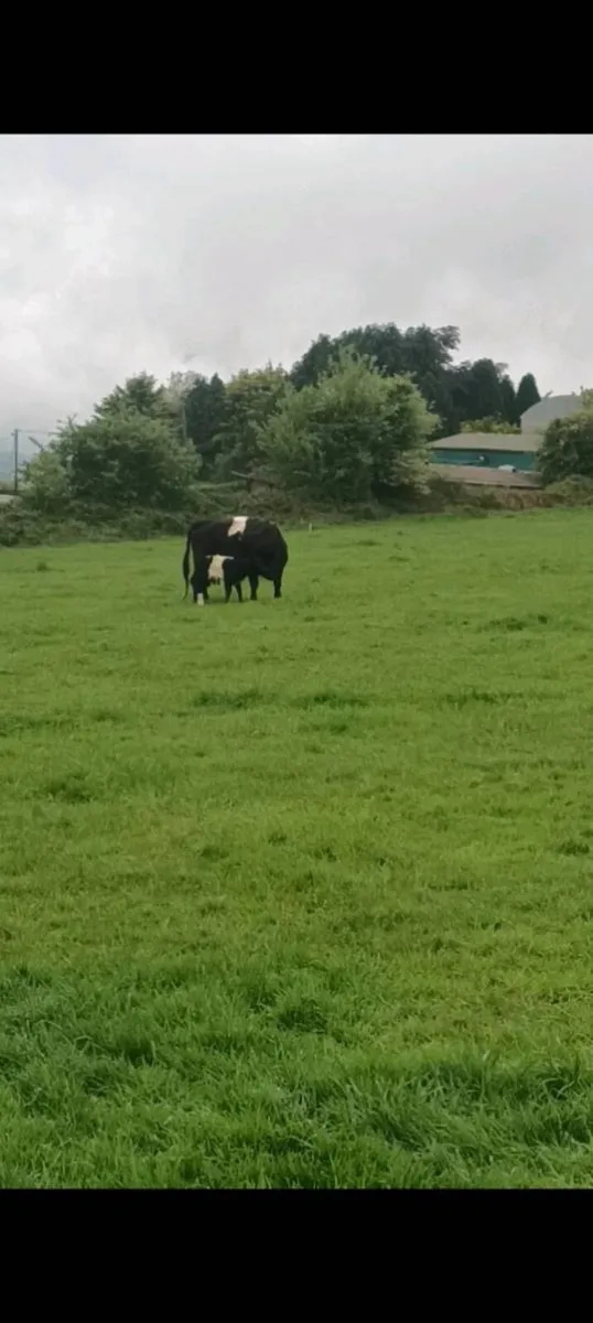 COW AND CALF - Image 3