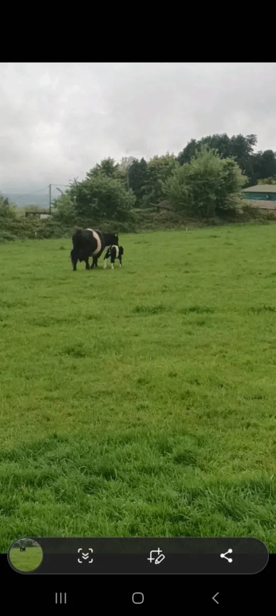 COW AND CALF - Image 2