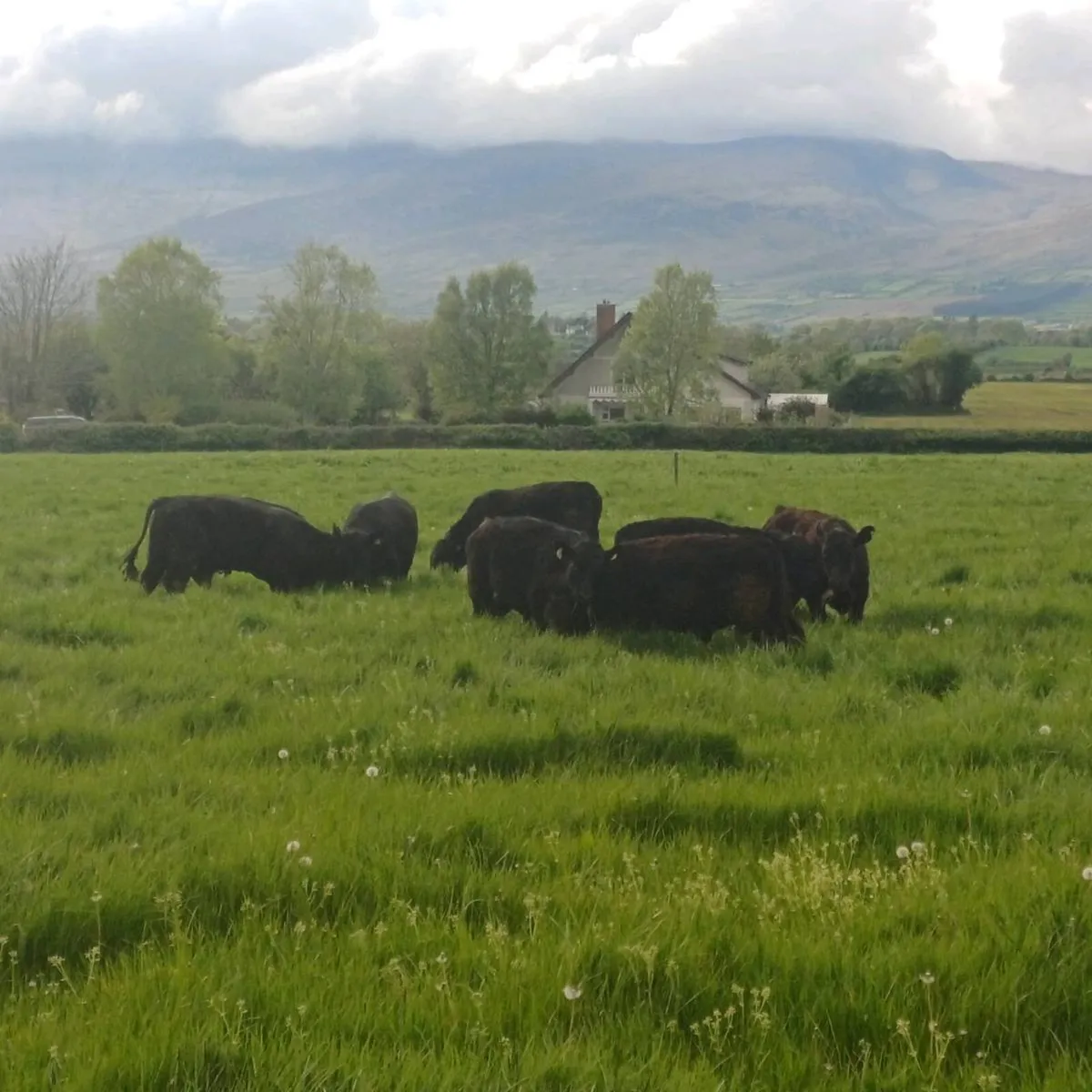 Angus X Bulls at mid Kerry mart next Saturday - Image 1