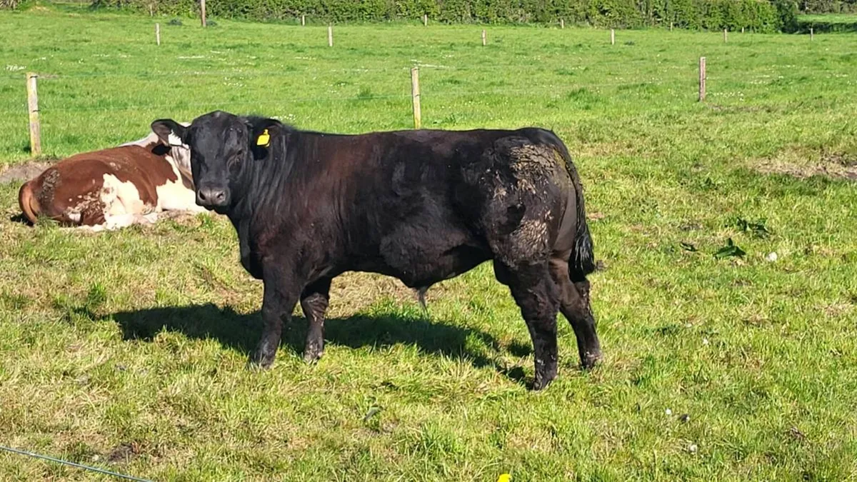 Pedigree Angus Bull