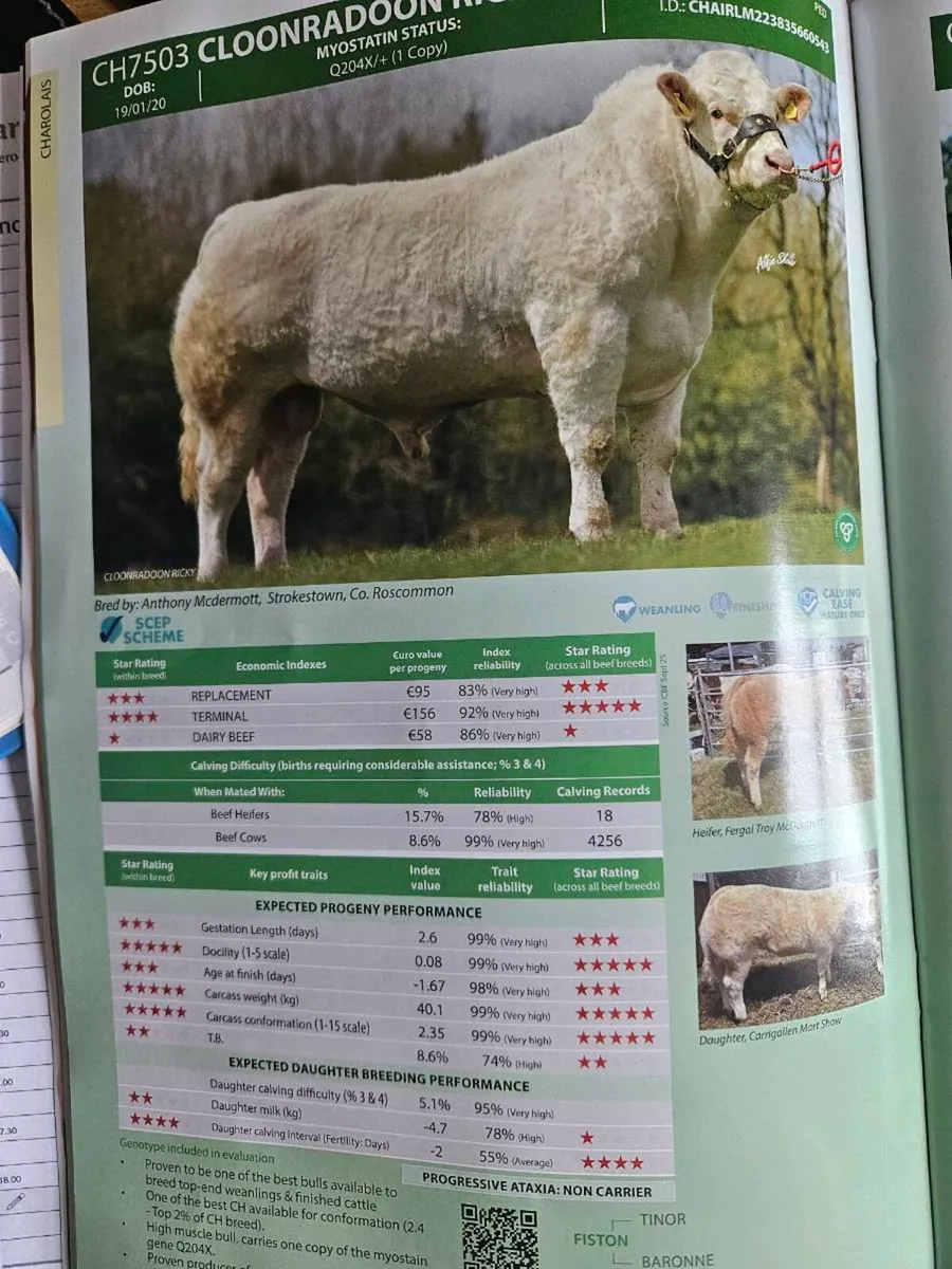 5 Star Purebred ch easy calfing son of Fiston - Image 1