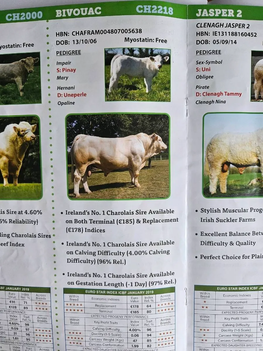 5 Star Purebred ch easy calfing son of Fiston - Image 3