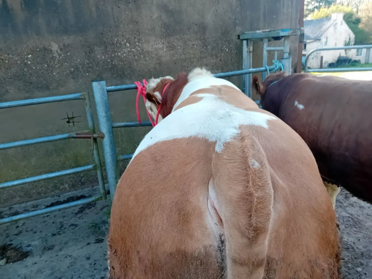 Bull - Image 2