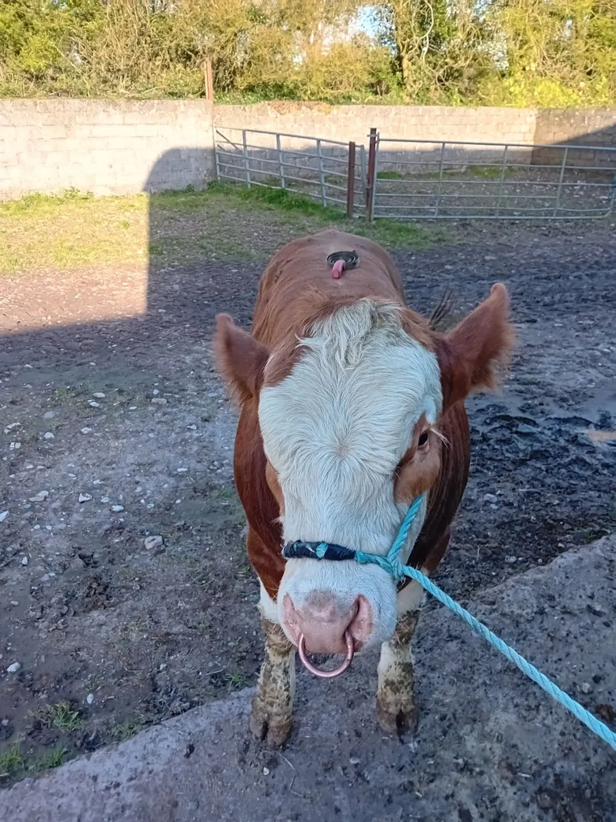 Bull - Image 1