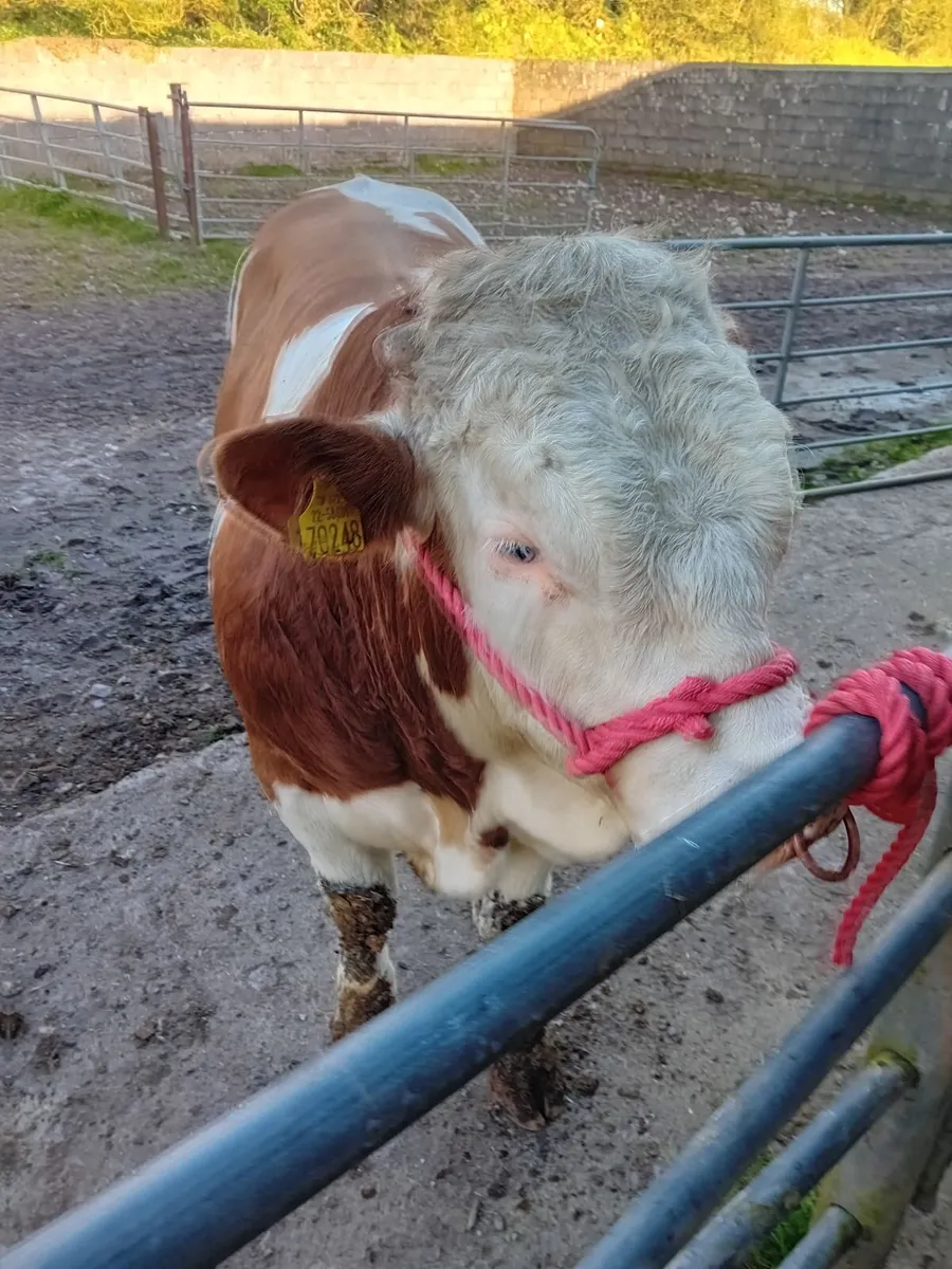 Bull - Image 3