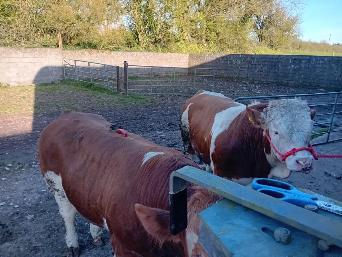 Bull - Image 4