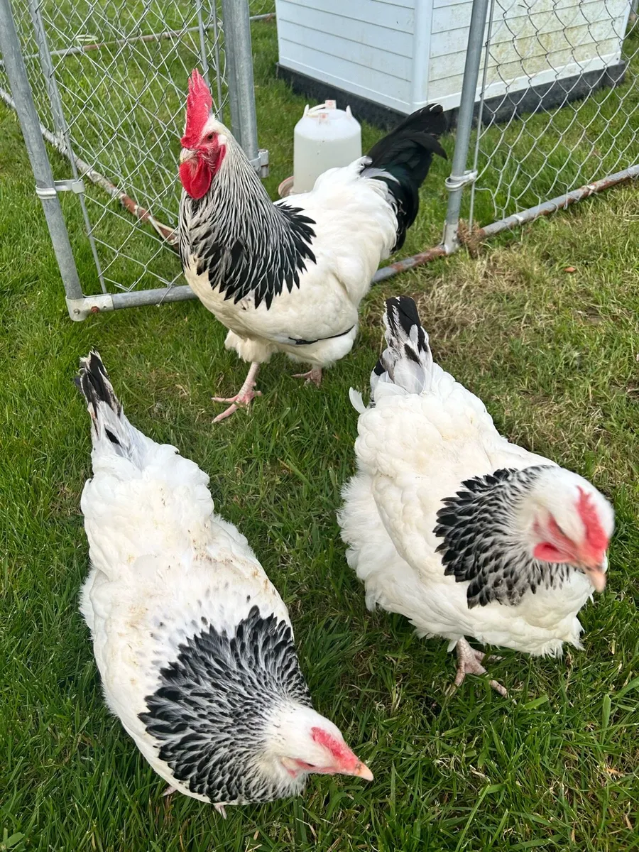 Purebred two week old chicks - Image 2