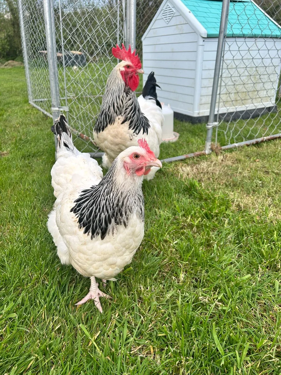 Purebred two week old chicks - Image 1