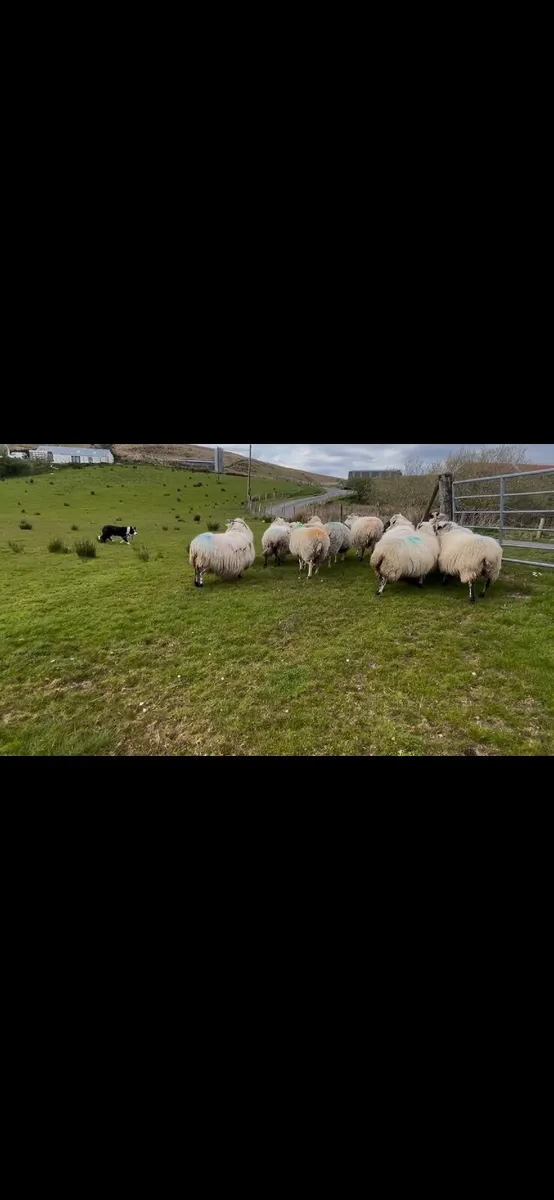 Farm helper - Image 1