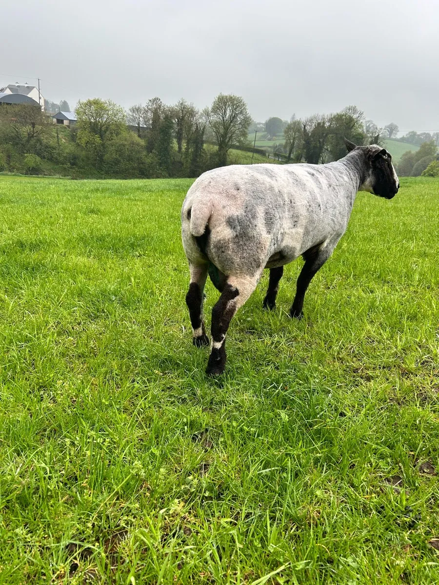 Dutch Spotted Ram - Image 1