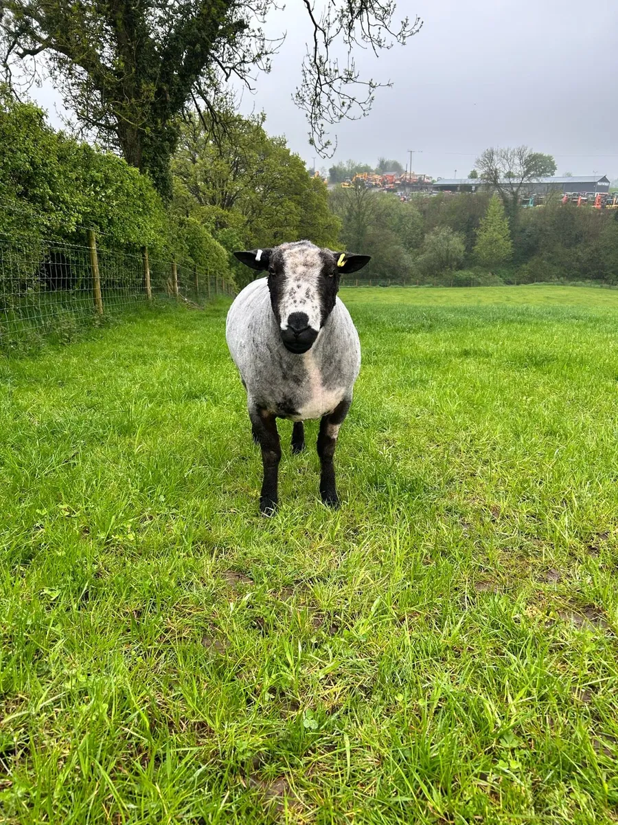 Dutch Spotted Ram - Image 4